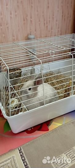 Кролик декоративный с клеткой
