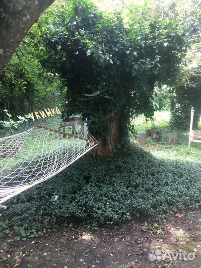 Барвинок вечнозеленый почвопокровный