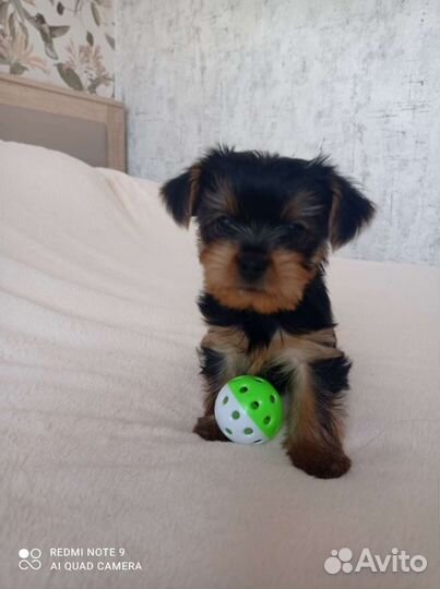 Йоркширский терьер