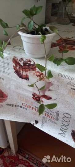 Комнатные цветы