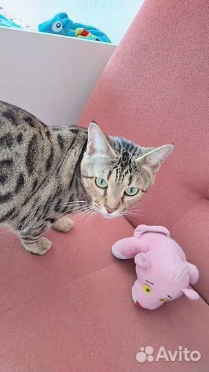 Передержка кошек на время отпуска