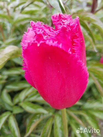 Луковицы тюльпанов