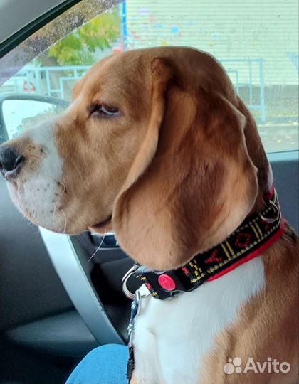 Собака бигль