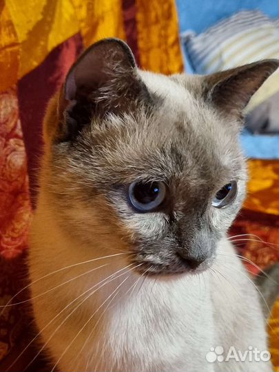 Передержка кошек