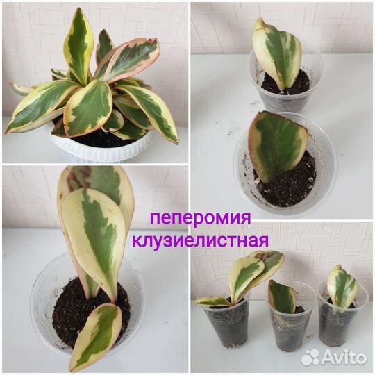 Комнатные растения цветы