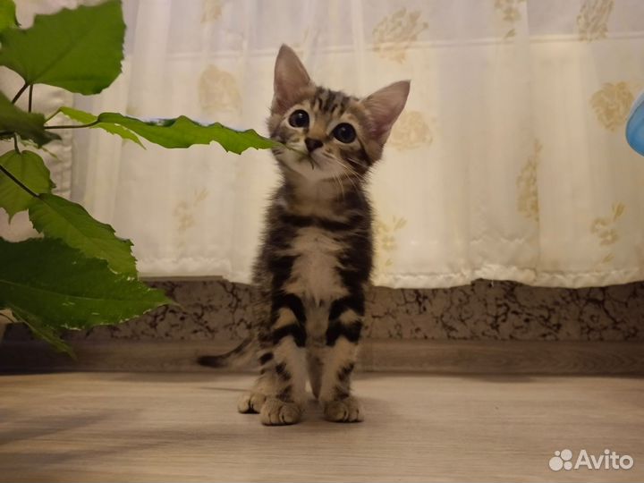 Отдадим котëнка в добрые руки