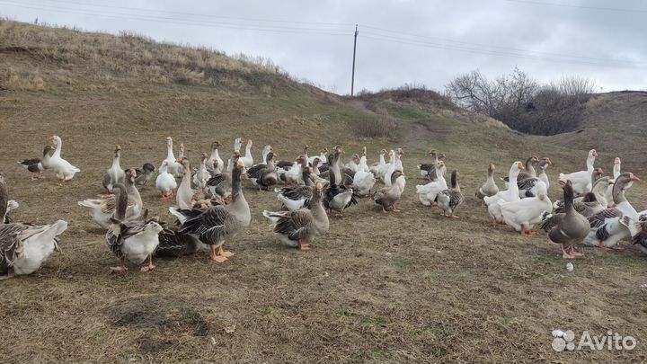 Гусь домашний