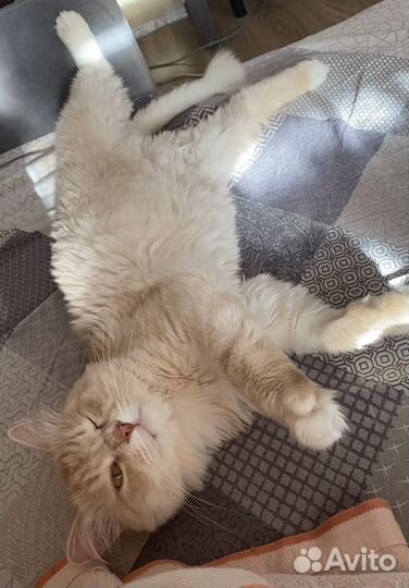 Умный домашний котик в самые добрые руки