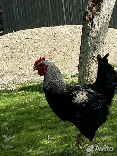 Молодые петухи