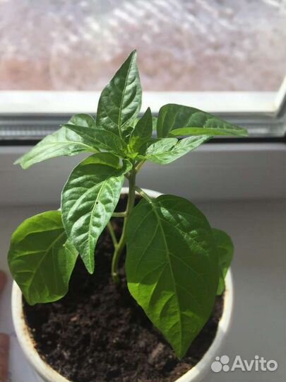 Рассада перца сладкого