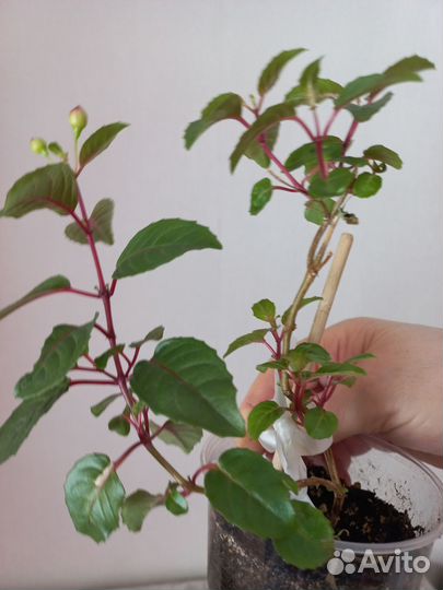 Фуксия белая