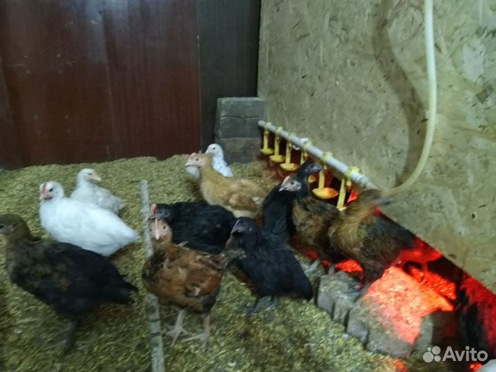 Цыплята