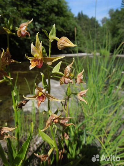 Редкая садовая зимующая орхидея дремлик