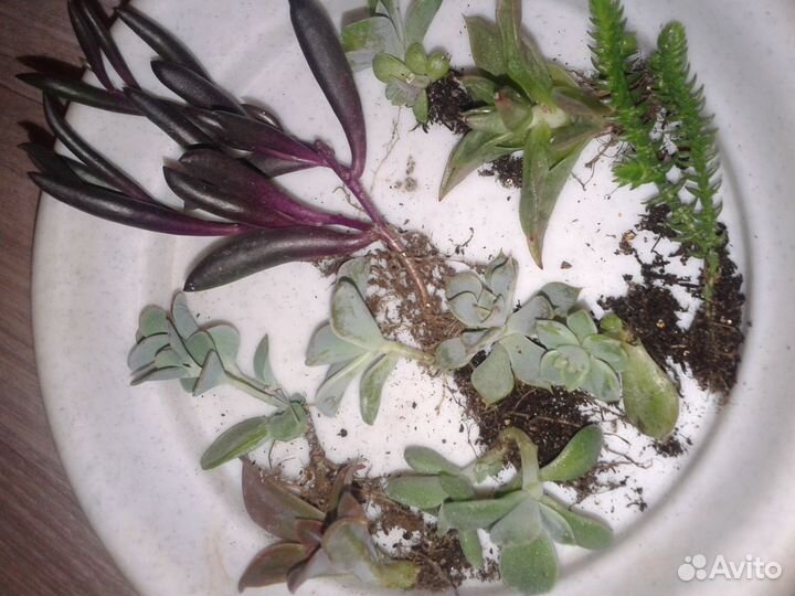 Редкие суккуленты