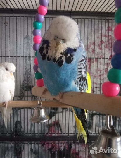 Волнистые попугаи