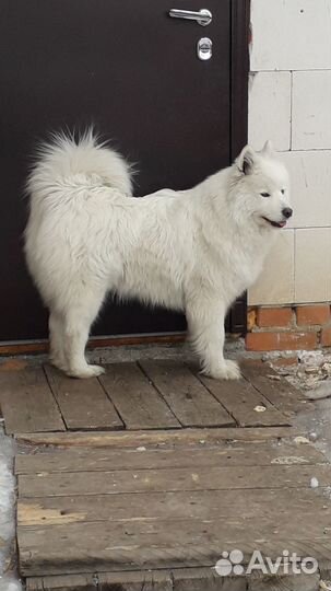 Щенки самоеда