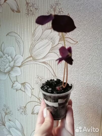 Эписция, толстянка,оксалис,руэллия