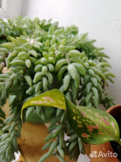 Очиток моргана