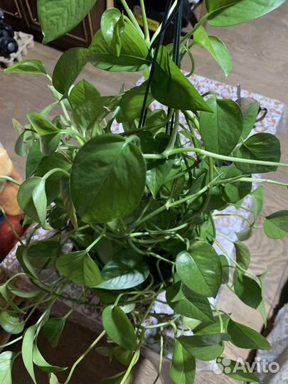 Сциндапсус