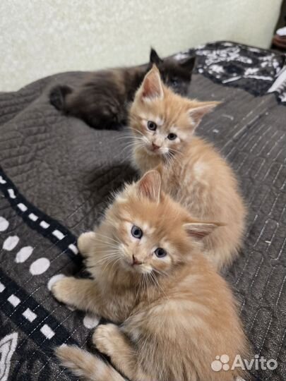 Котята мейн-кун
