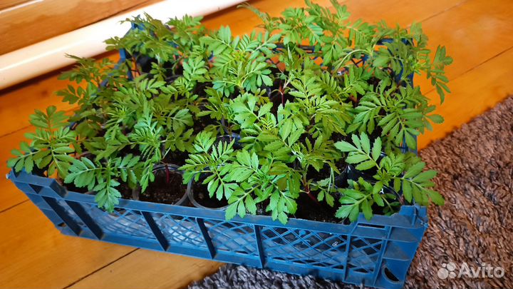 Кармен бархатцы, осталось 100 шт