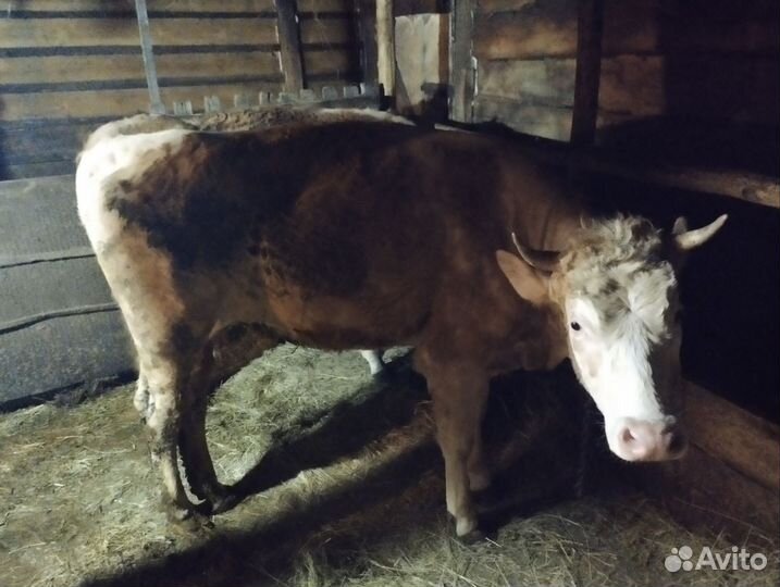 Телка 2 года