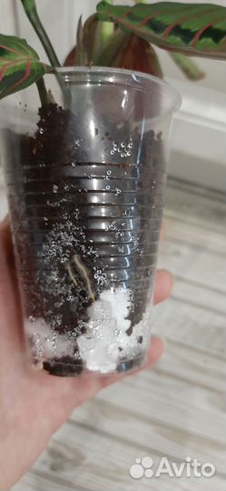 Маранта Триколор