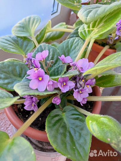 Цветущие фиалки