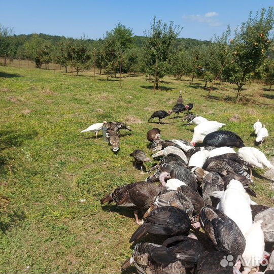 Индюки индюшата