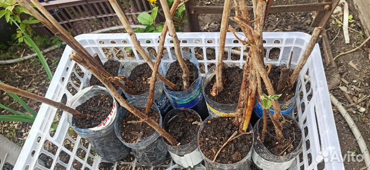 Саженцы малины