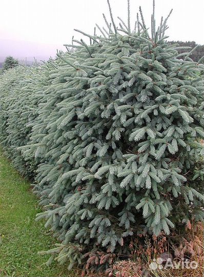 Еловый лапник, еловые ветки