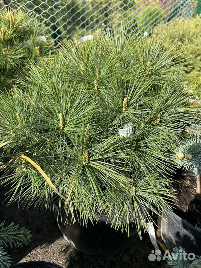 Сосна кедровый стланик