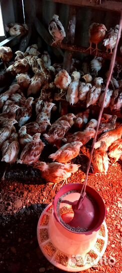 Цыплята несушки подрощенные