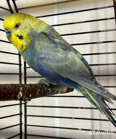 Волнистый попугай