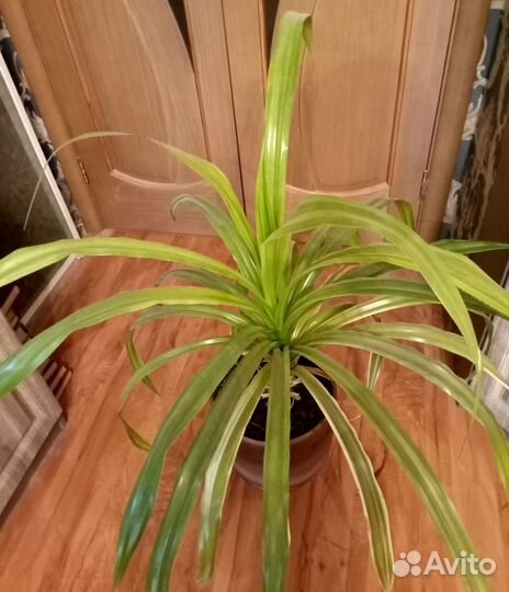 Панданус, - винтовая пальма