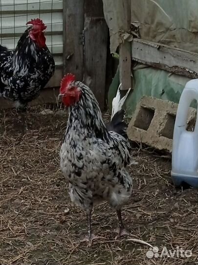 Петухи