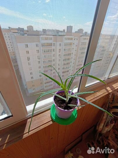 Алоэ вера лечебный