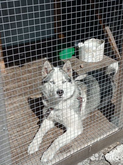 Собака в добрые руки отдам бесплатно