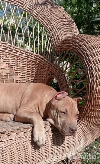 Щенки прайтера