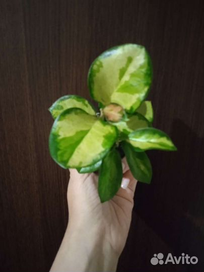 Хойя (Росита, Сигиталис и др)