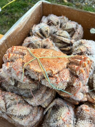 Оптом Краб Волосатик