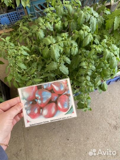 Рассада помидор