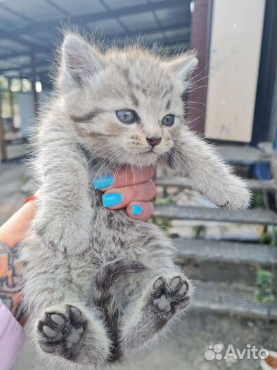Котодети в добрые руки