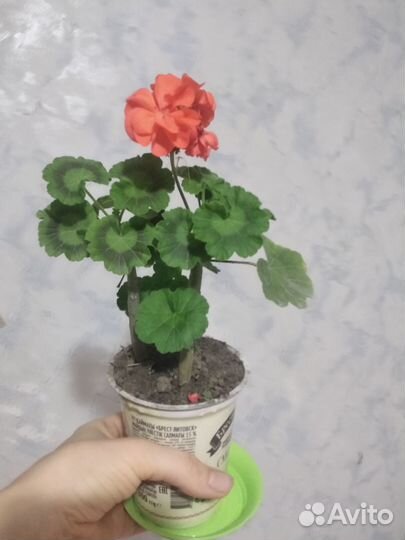 Алоэ, столетник Аэродром