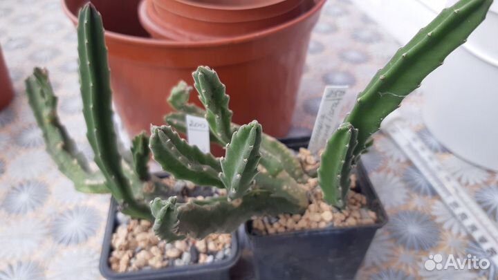 Кактусы и суккуленты