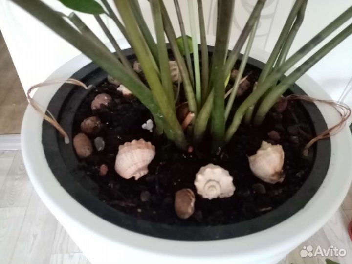 Замиокулькас с горшком