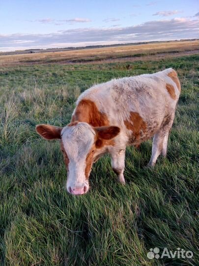 Бычок мясных пород