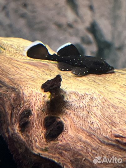 Номерные сомы L-181 звёздчатый анциструс