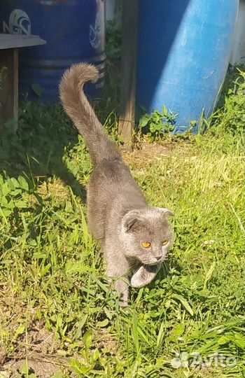 Шотландская вислоухая кошка