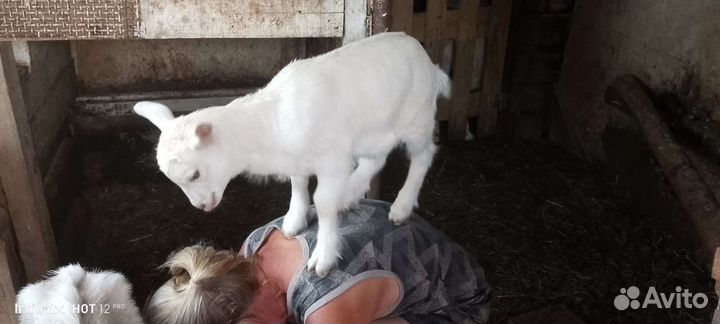 Козлята зааненские безрогие